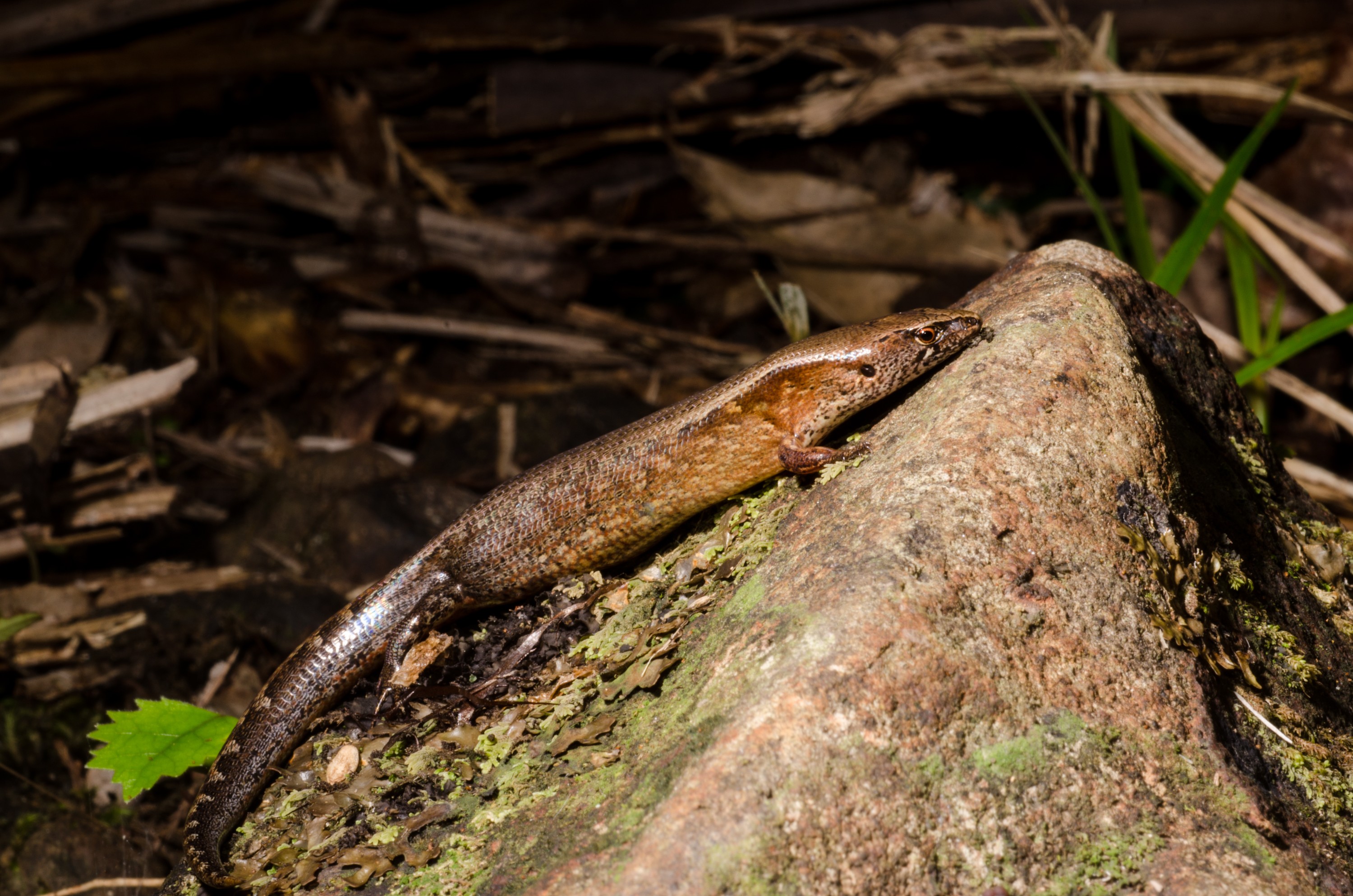 DSC_7521 – Ornate, skink, Cyclodina, ornata, lizard, far north, north far, Crispin, reptiles, amphibians, rare, cold, blood, new, new zealand, zealand, nz
